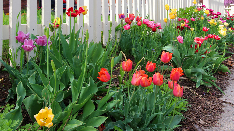 platebandes de tulipes près d'une maison au printemps platebandes de tulipes près d'une maison au printemps